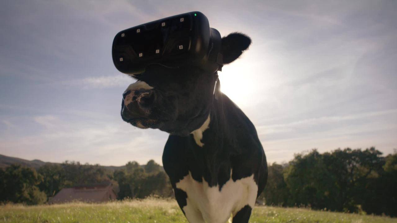 Vacas, VR