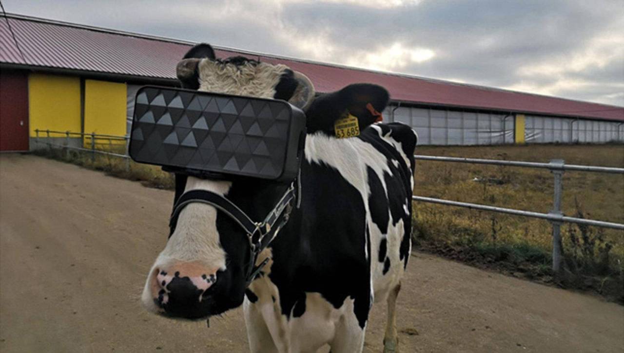 Vacas, VR