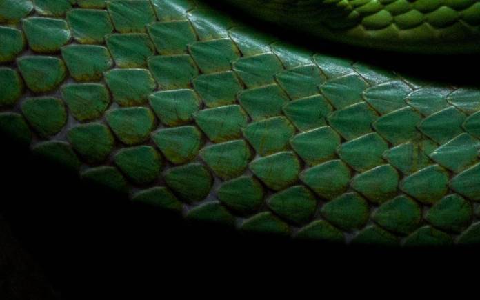 slytherin, serpiente, harry potter