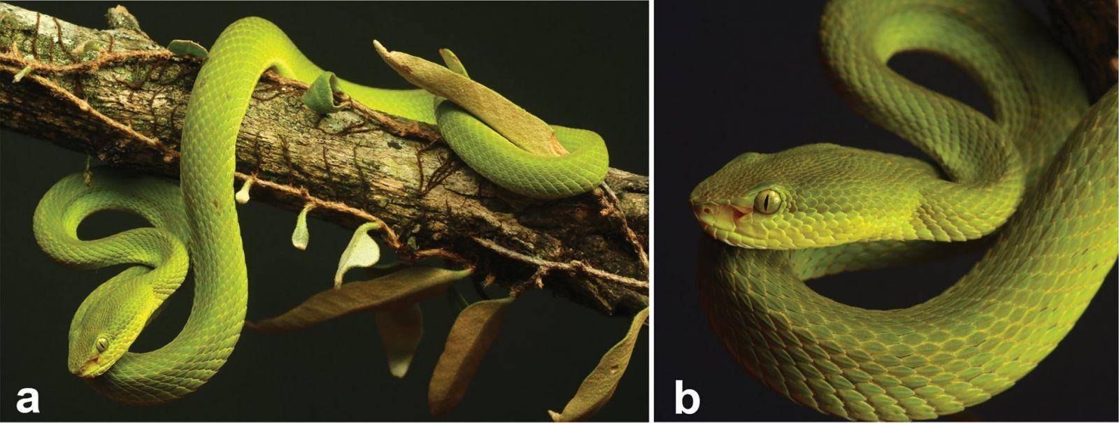 Científicos nombran nueva especie de serpiente en honor a Salazar Slytherin 2