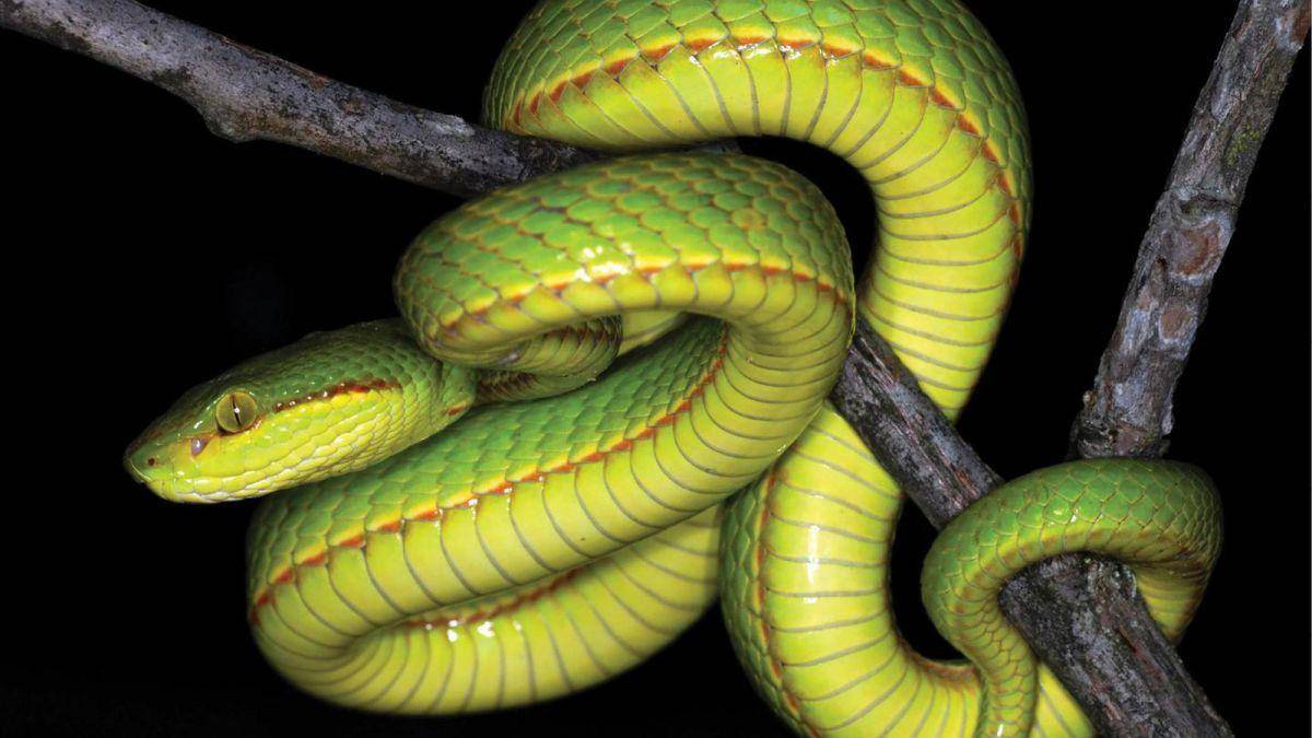 Científicos nombran nueva especie de serpiente en honor a Salazar Slytherin 1