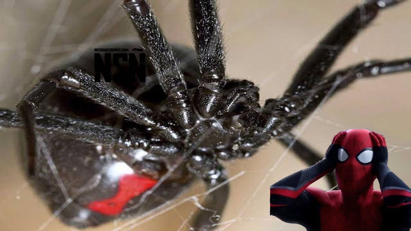 Niños Provocan Picadura De Viuda Negra Para Obtener Los Poderes De  Spider-Man - No Somos Ñoños