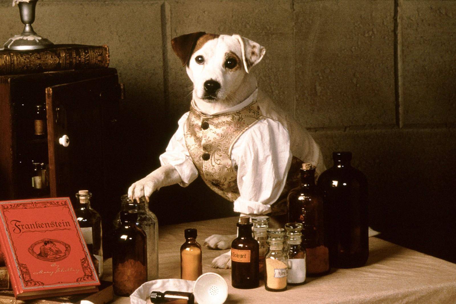 Un nuevo live action de Wishbone ya está en desarrollo