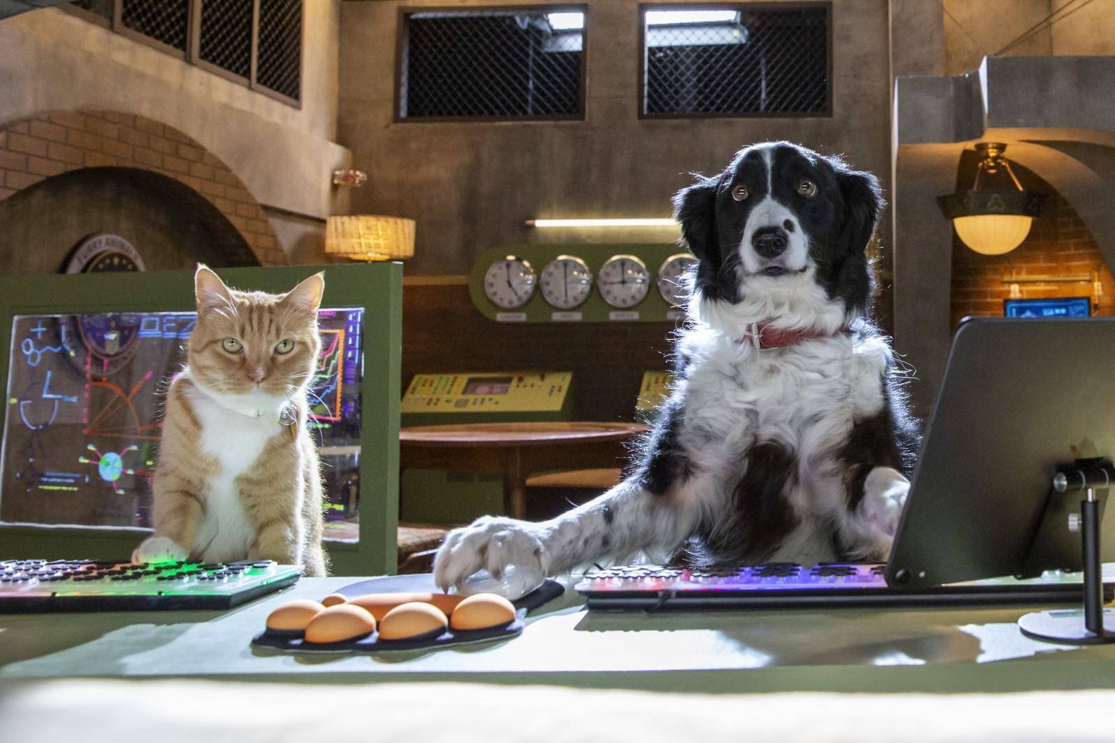 ‘Como perros y gatos 3: Patas Unidas’ llega a cines este fin de semana