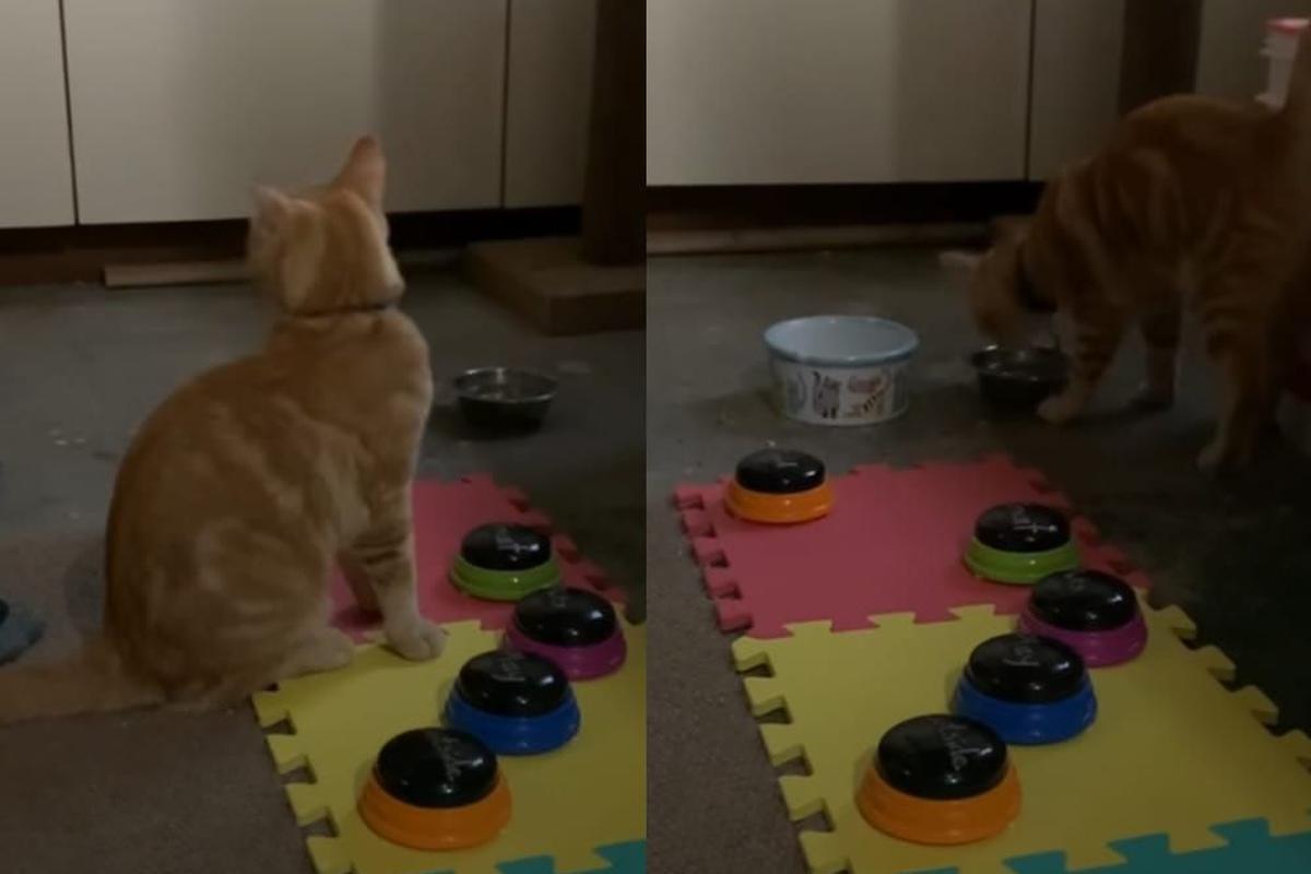 Kyo, el gato que se hizo viral después de «hablar» con sus dueños