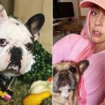 Perros de Lady Gaga son secuestrados