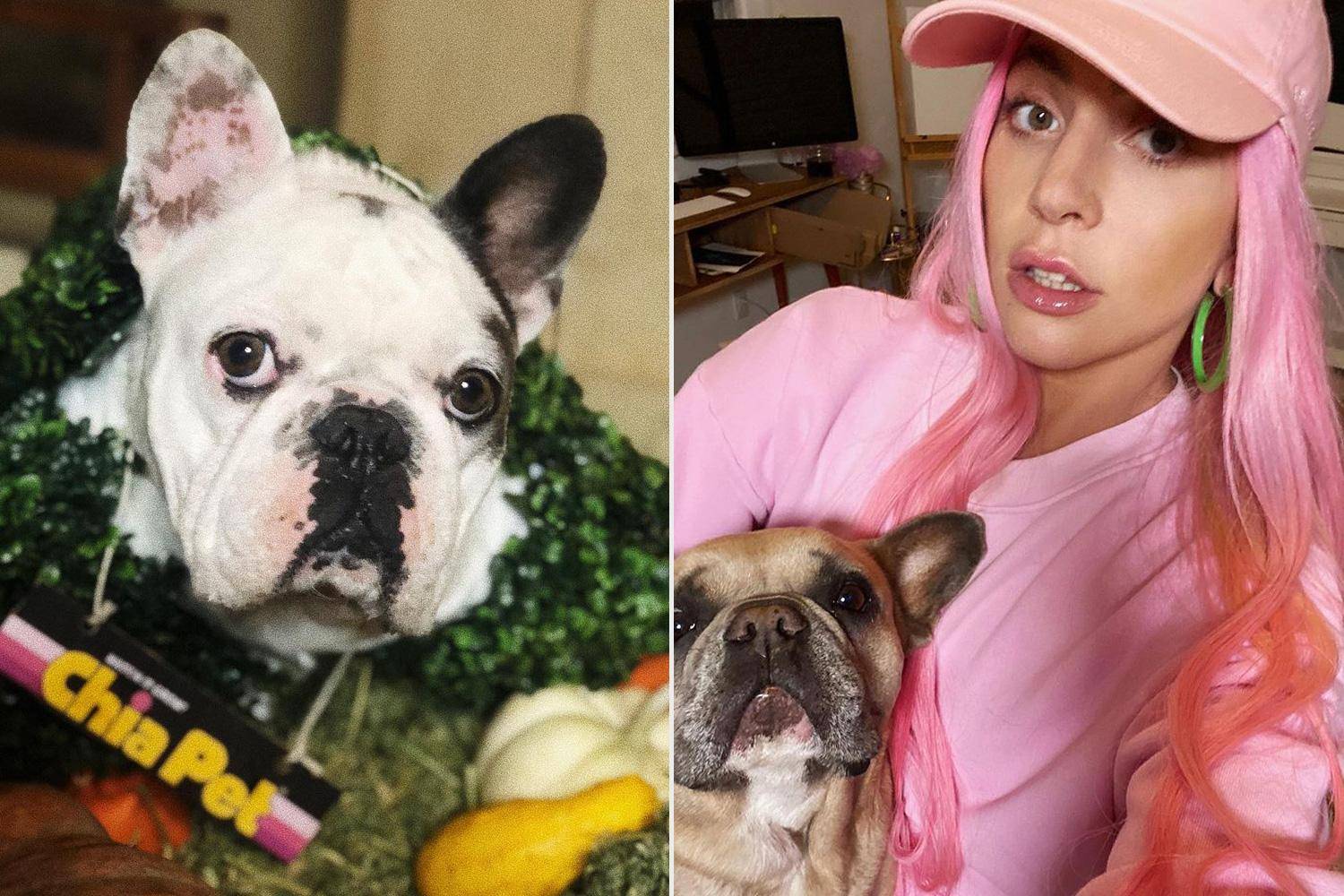 Perros de Lady Gaga son secuestrados