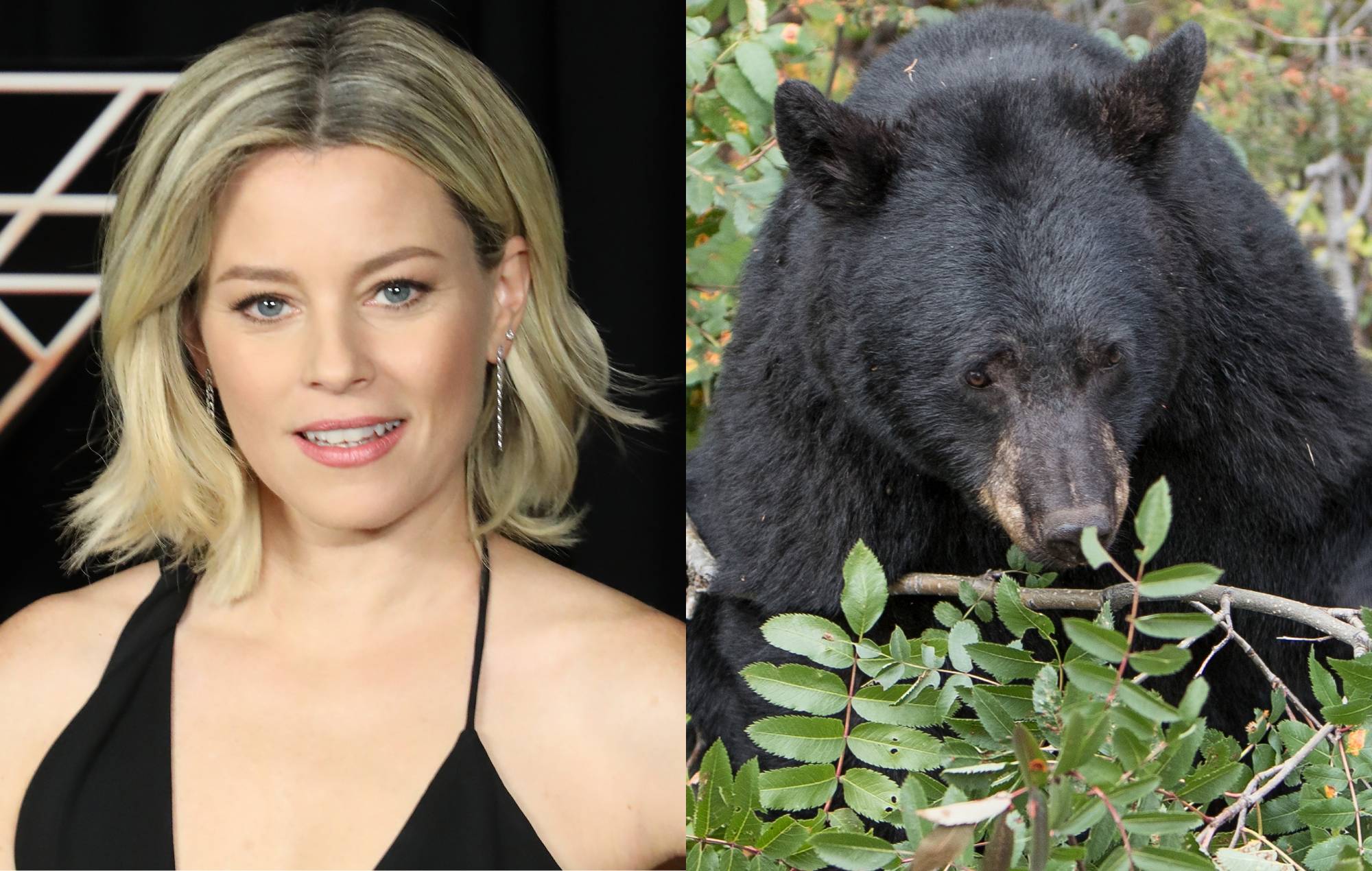 Cocaine Bear, Elizabeth Banks