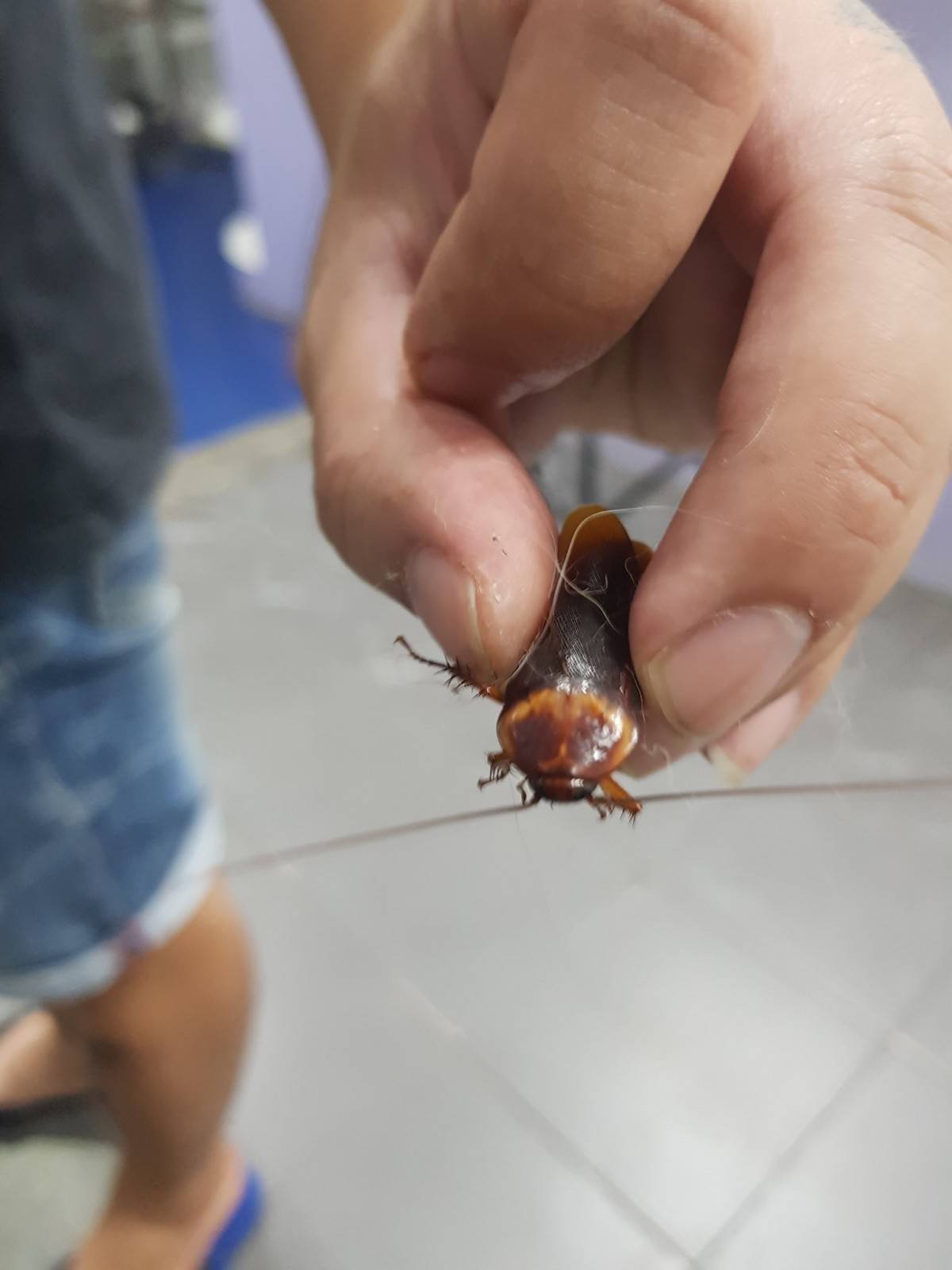 Cucaracha, WTF
