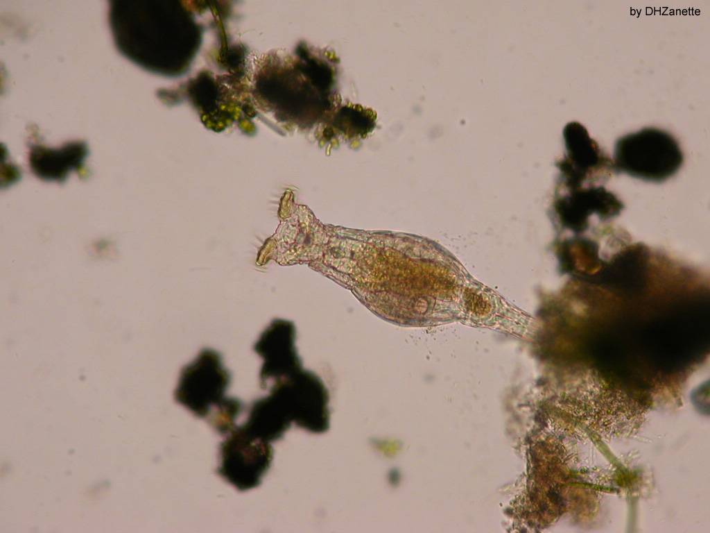 Microbio rotifero bdelloidea