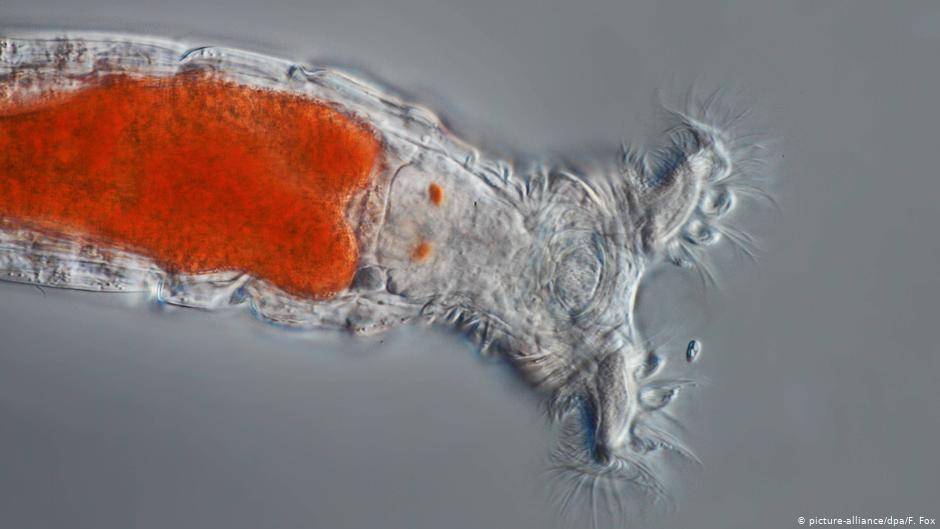 Microbio rotifero bdelloidea
