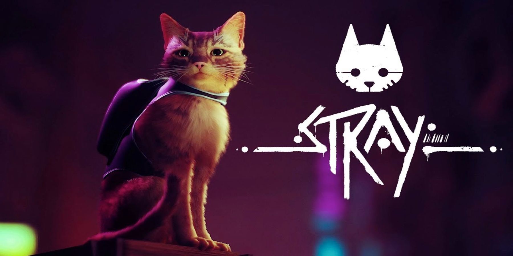 Conoce al gatito real en el que se inspiraron para el juego Stray