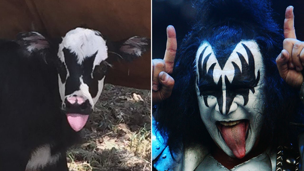 Spy X Family hace tributo a Gene Simmons con ¿una vaca?