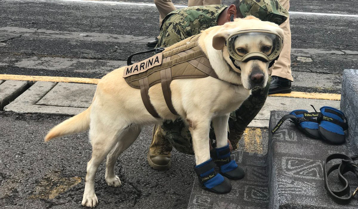 Fallece Frida, la perrita rescatista del sismo del 2017