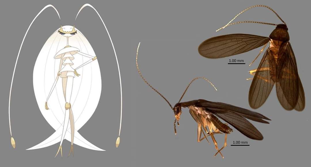 Bautizan con nombre de Pokémon a nueva especie de Cucaracha