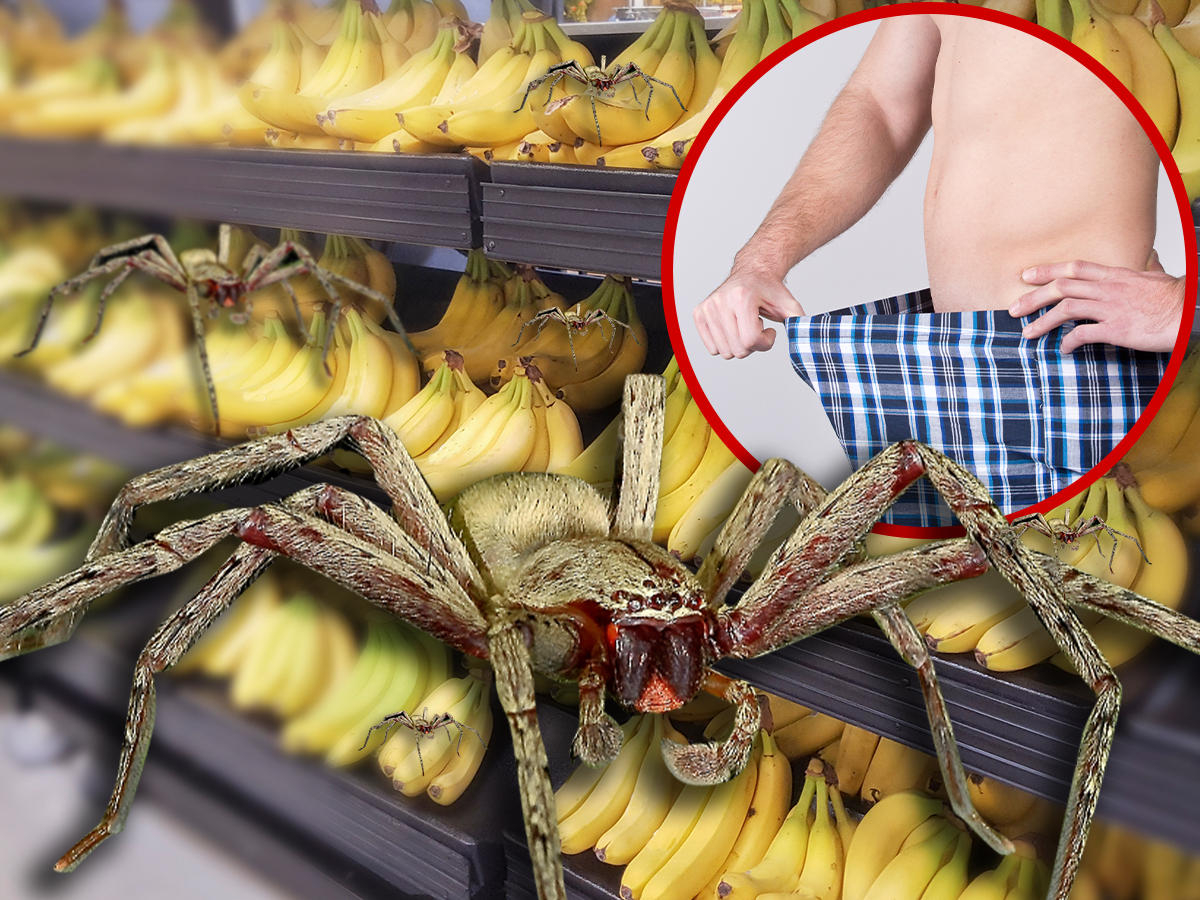 Supermercado cierra por araña que provoca erecciones permanentes (y letales)