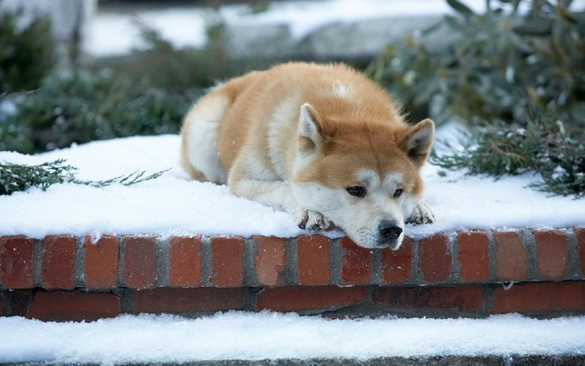 Hachiko tendrá un anime dentro de poco