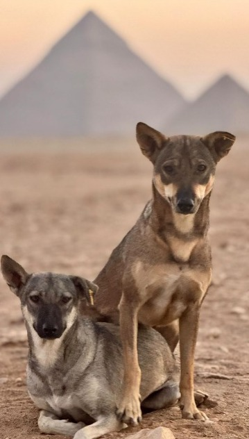 ¿Anubis eres tú? Perrito aparece en la punta de la Gran Pirámide de Guiza 1