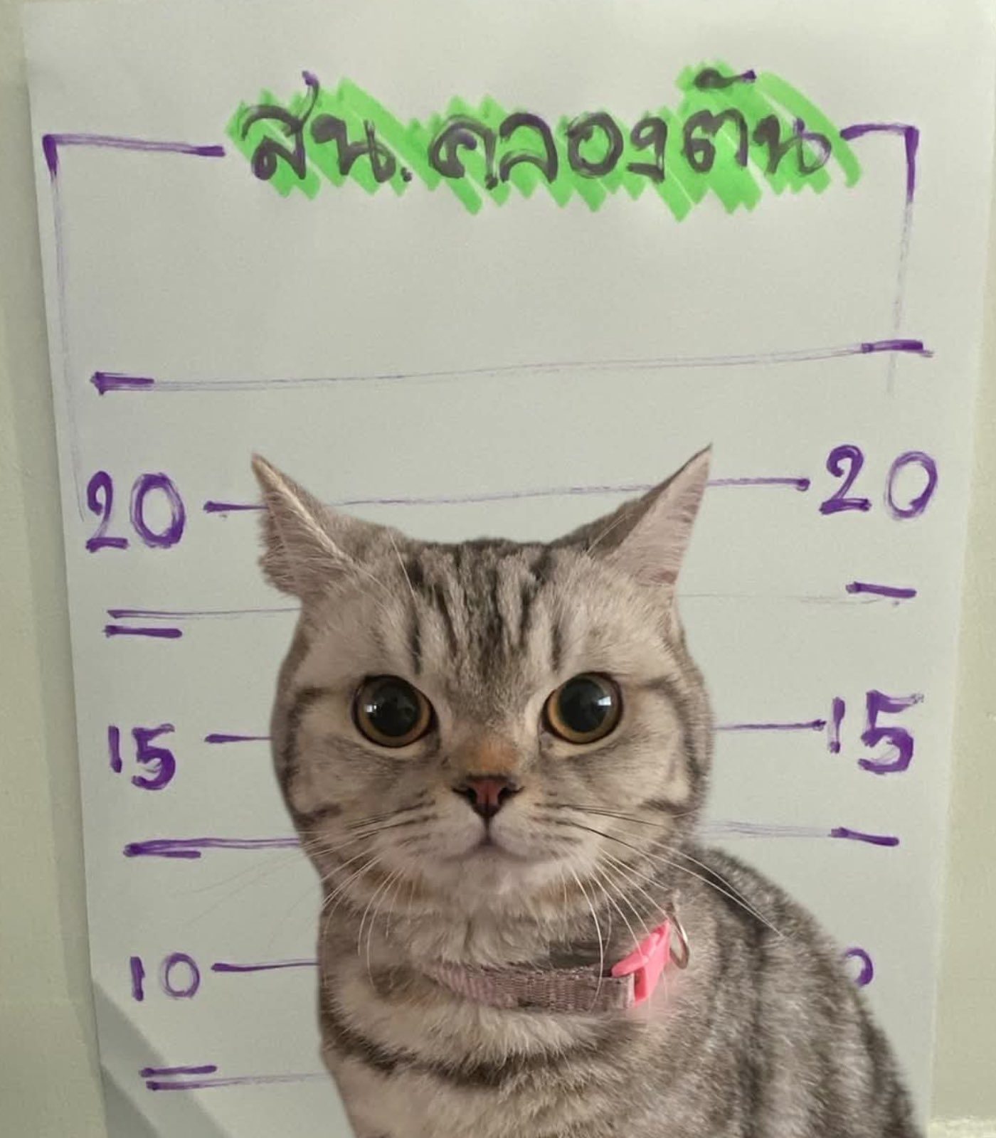 Gatito es arrestado en Tailandia 2 gatito