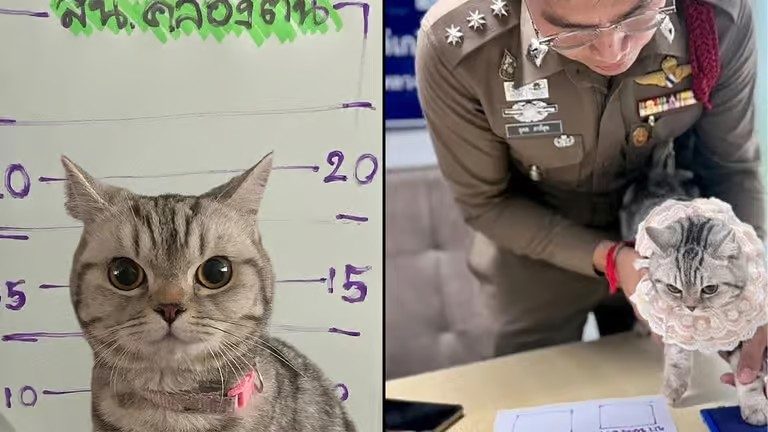 Gatito es arrestado en Tailandia 1 gatito