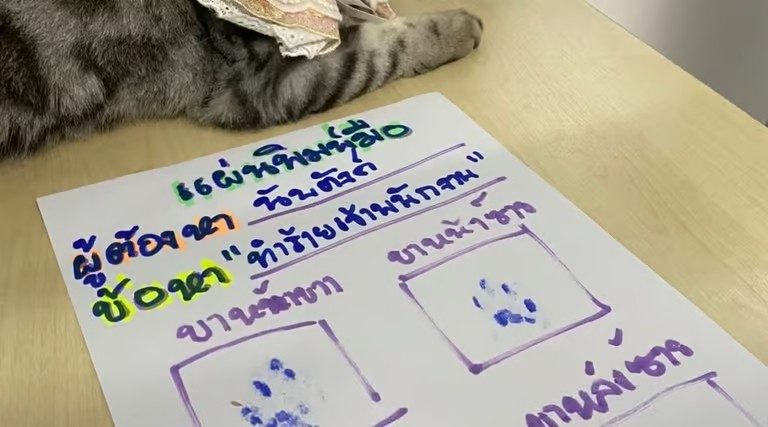 Gatito es arrestado en Tailandia 3 gatito