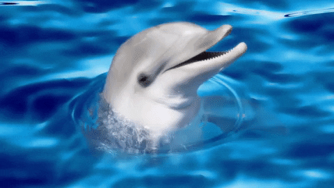 ¡Ecco the Dolphin regresa!