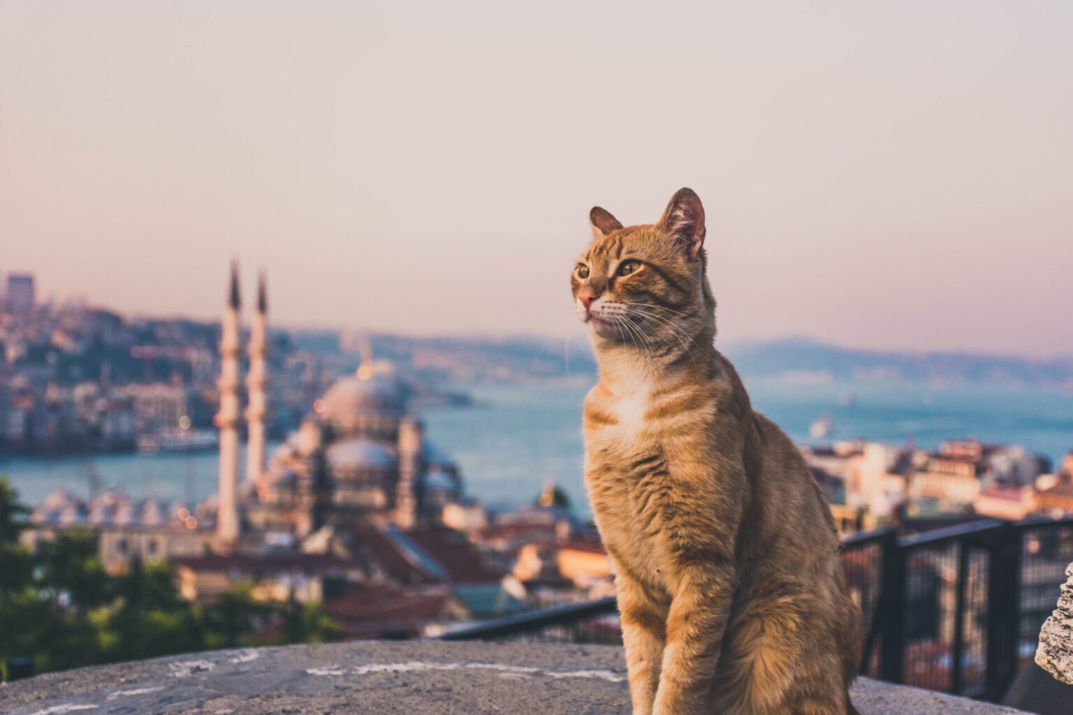 Gato, Gatos, Turquía