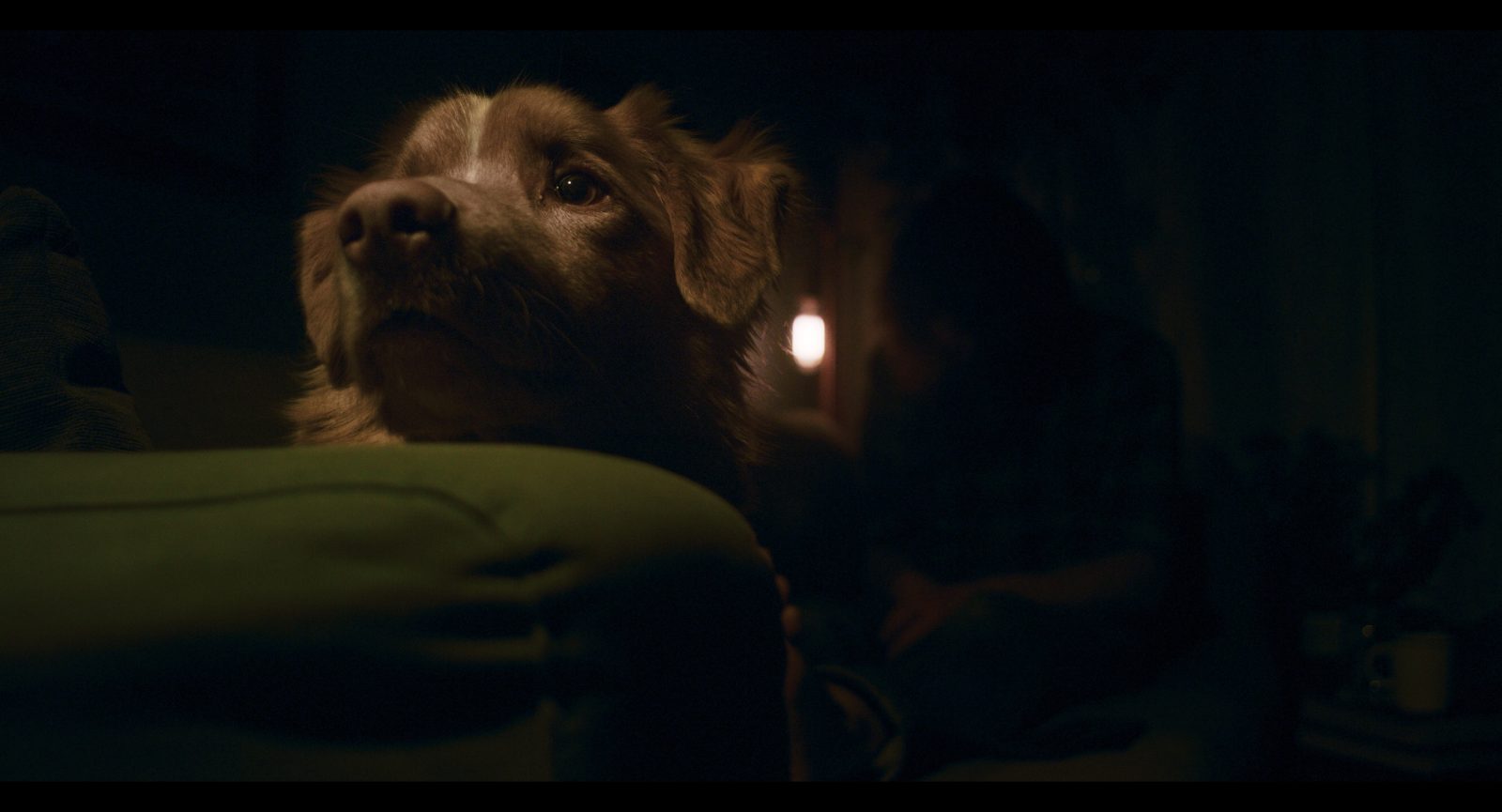 Reseña: Good Boy 3 Reseña: Good Boy 2