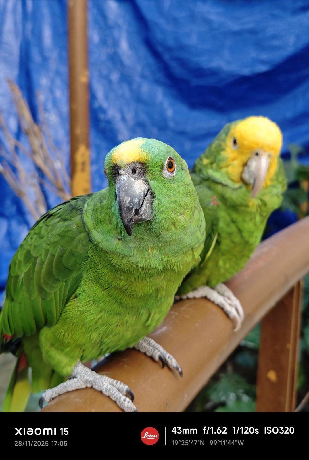 Xiaomi 15, Una carta a los amantes de la fotografía 6