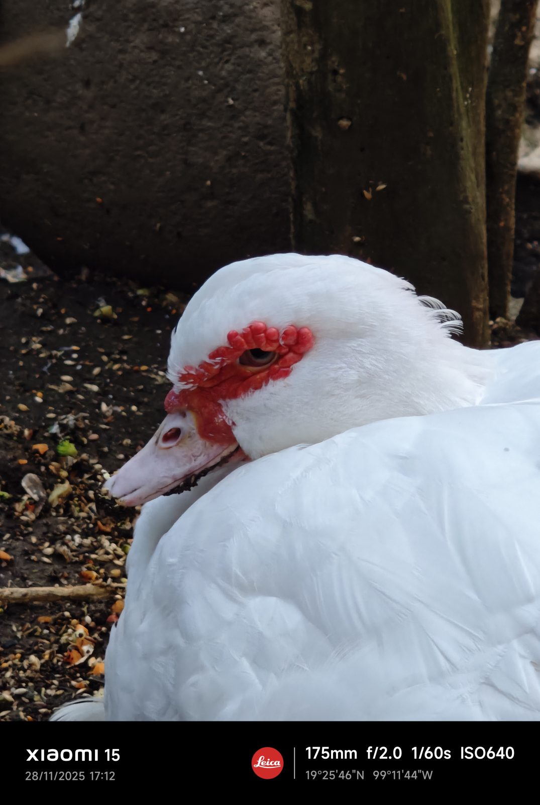 Xiaomi 15, Una carta a los amantes de la fotografía 9