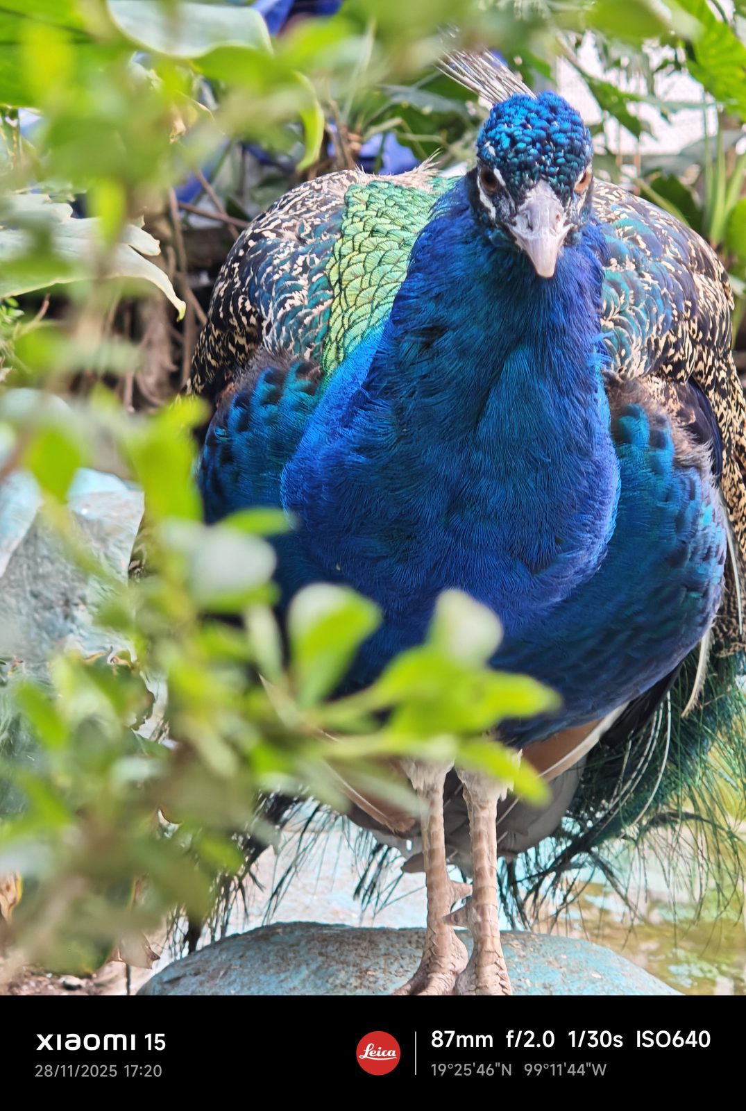 Xiaomi 15, Una carta a los amantes de la fotografía 12