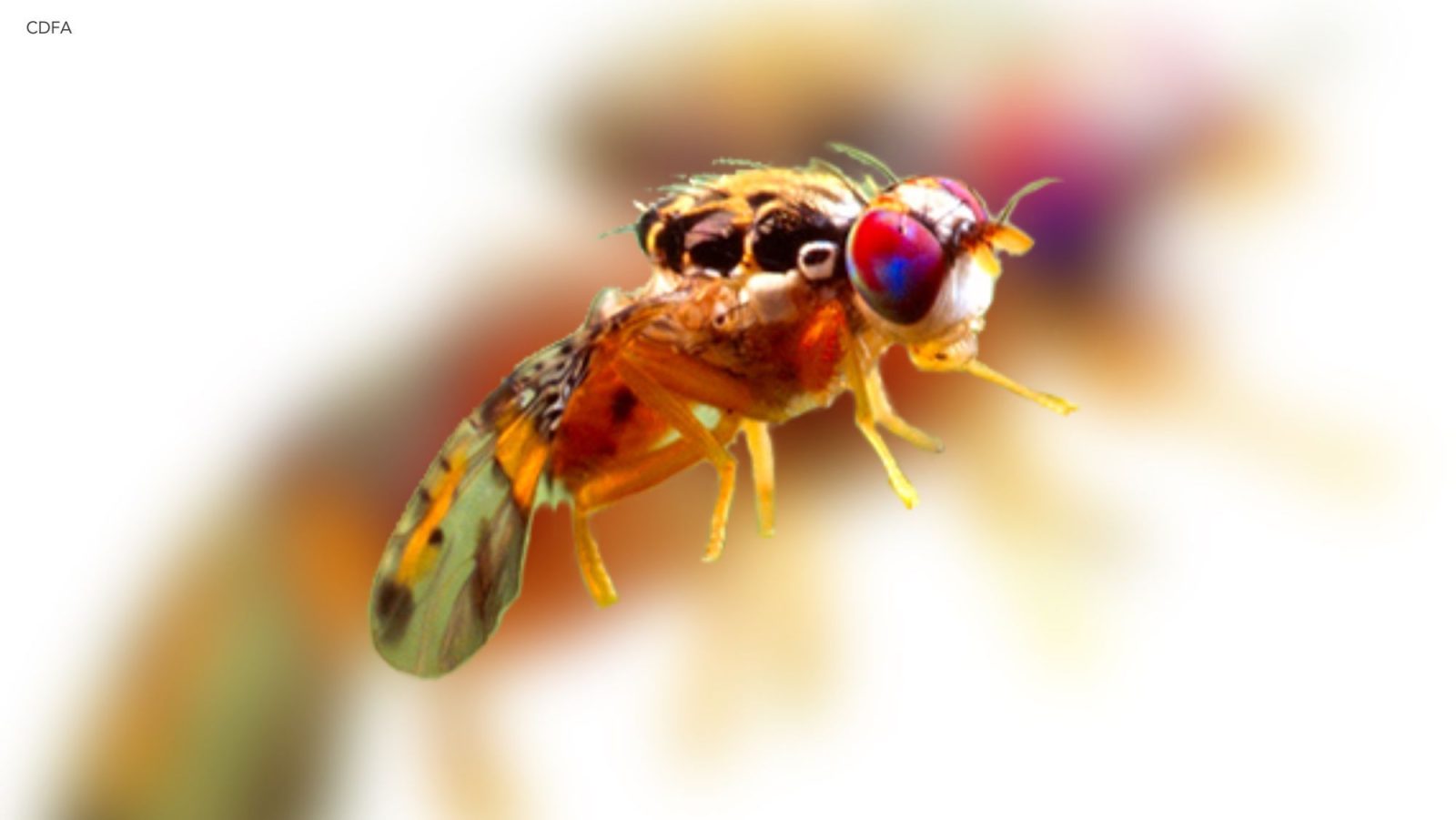 Mosca Fruta, carga cerebral