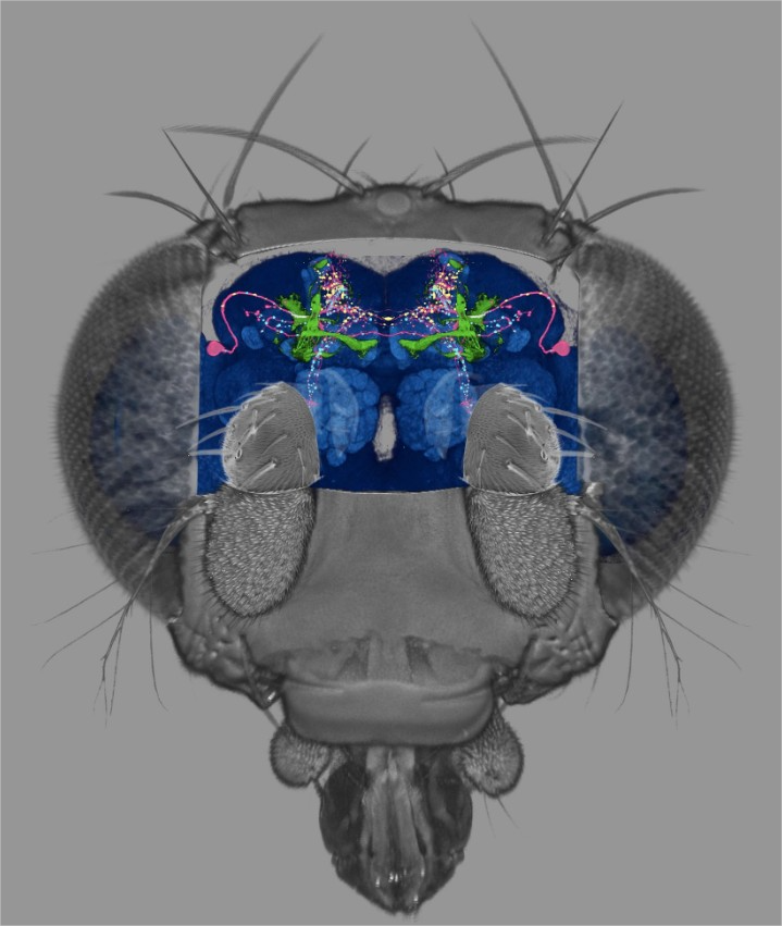Mosca Fruta, carga cerebral