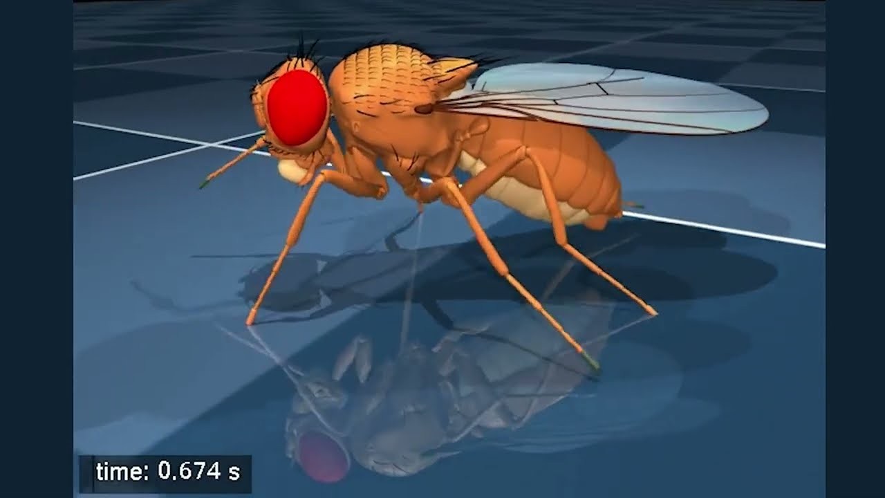 Científicos logran la primera “carga cerebral” funcional de una mosca 1